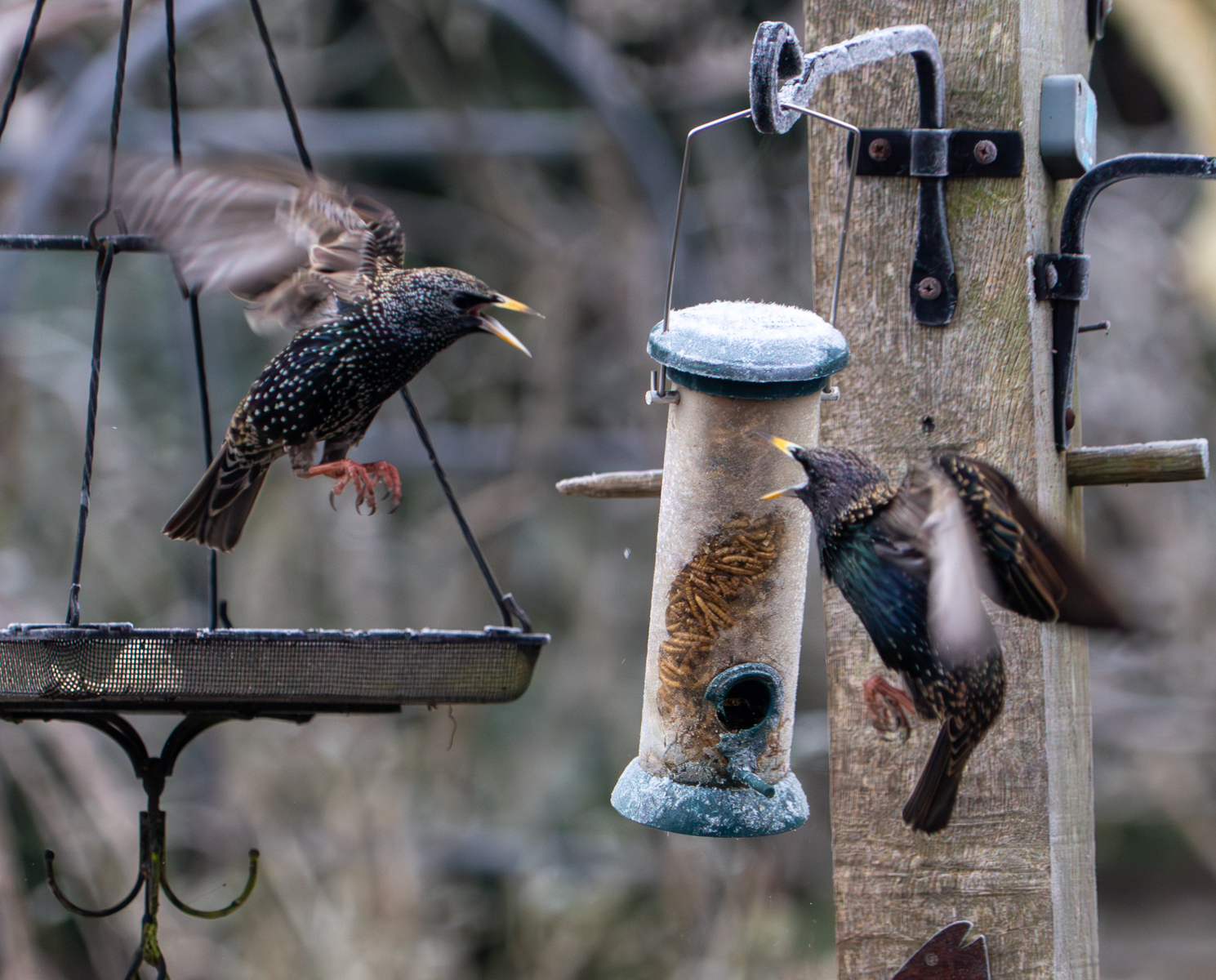 Photography by Chris Allington